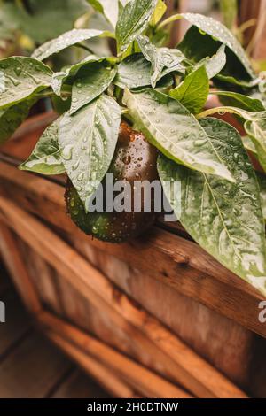 Beobachte, wie mein Pfeffer im Garten wächst Stockfoto