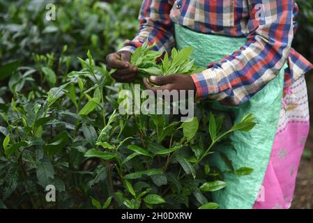 In einem Teegarten pflücken Arbeiterinnen Teeblätter. Stockfoto