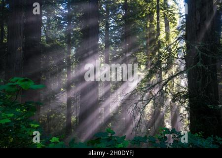 Crepuscular Sonnenlicht Strahlen durchdringen den Nebel in einem Redwood Hain in Nordkalifornien Stockfoto