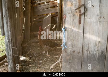 Eine rote Henne und ein Hahn laufen auf Stroh in einer alten Holzscheune Stockfoto