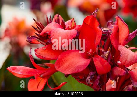 Canna indica oder auch bekannt als Achira, Dragon's Tongue, Cane Chorus, Spanische Lilie, Krabbenblüte, Zuckerrohr der Inder, Platanillo von Kuba, Chupa Flor, Eli Stockfoto