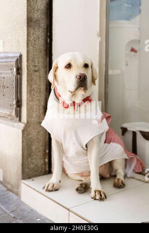 Der Erwachsene labrador-Welpe posiert in einem gepunkteten Outfit Stockfoto