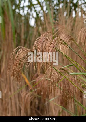 Sommergrüner Ziergras, mit dem Namen Miscanthus nepalensis oder Himalayan Fairy Grass, fotografiert im Garten von RHS Wisley, Surrey UK. Stockfoto