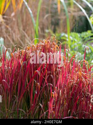 Dunkelrotes Ziergras, mit dem Namen Imperata cylindrica Rubra, japanisches Blutgras oder Cogon-Gras, fotografiert im Garten von RHS Wisley in Surrey, Großbritannien. Stockfoto