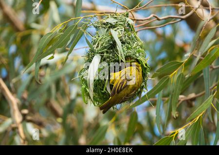 Cape Weaver Bird (Ploceus capensis) baut ein Nest in einem Baum und teilweise mit gelben und schwarzen Federn im Western Cape, Südafrika Stockfoto