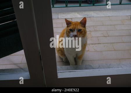 Ginger flauschige Katze, die hinter der Tür der Wohnung steht und nach Kommen Sie herein. fragt Haustiere Stockfoto