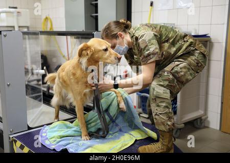 Maj. Gretchen Powers, der Leiter des ambulanten Dienstes am Veterinary Medical Center Europe, trocknet Kaya nach dem Einsatz eines Unterwasser-Laufbandsystems die Füße. Stockfoto