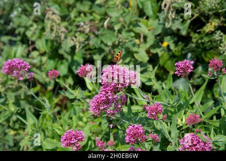 Wales August 2021. Pembrokeshire. Dale. Ein roter Admiralschmetterling landet auf einer rosa Blume, roter Baldrian (Centranthus ruber) Stockfoto