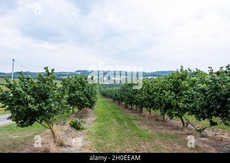 Haselbaumanbau, Baumzucht, Nussbaum, in der Nähe von Montflanquin (Südwestfrankreich). Haselbaum-Plantage mit Bewässerungssystem Stockfoto