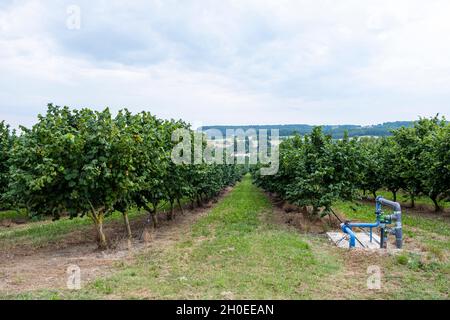 Haselbaumanbau, Baumzucht, Nussbaum, in der Nähe von Montflanquin (Südwestfrankreich). Haselbaum-Plantage mit Bewässerungssystem Stockfoto