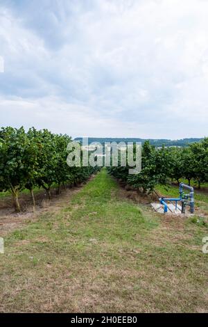 Haselbaumanbau, Baumzucht, Nussbaum, in der Nähe von Montflanquin (Südwestfrankreich). Haselbaum-Plantage mit Bewässerungssystem Stockfoto