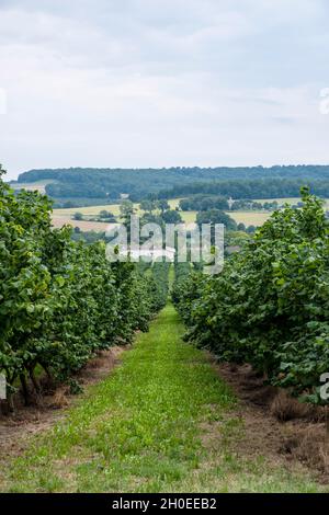 Haselbaumanbau, Baumzucht, Nussbaum, in der Nähe von Montflanquin (Südwestfrankreich). Haselbaum-Plantage mit Bewässerungssystem Stockfoto