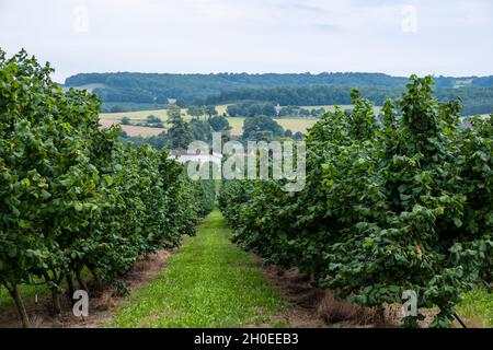 Haselbaumanbau, Baumzucht, Nussbaum, in der Nähe von Montflanquin (Südwestfrankreich). Haselbaum-Plantage mit Bewässerungssystem Stockfoto