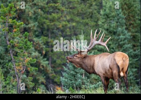 Ein großer Bullenelch in einer wunderschönen Szene, die im Stehen steht Stockfoto