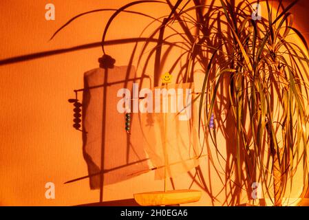 Der gerichtete Strahlerstrahl beleuchtet die Pflanze gegen die graue Wand Stockfoto