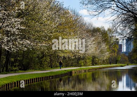 Malerischer Spaziergang durch das Stadtzentrum (Frau schlendert, sonnenbeschienenen Treidelpfad, weiße Blütenbäume, Spiegelungen auf dem Wasser) - Leeds Liverpool Canal, Yorkshire, England, Großbritannien. Stockfoto