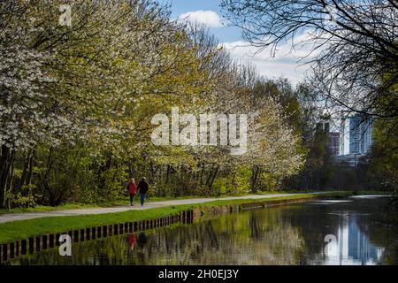 Malerischer Spaziergang durch das Stadtzentrum (ein paar spazieren, sonnenbeschienenen Fußweg, weiße Blütenbäume, Spiegelungen auf dem Wasser) - Leeds Liverpool Canal, Yorkshire, England. Stockfoto