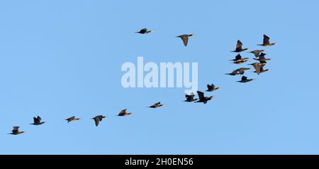 Nicht kleiner Schwarm großer Kormorane (Phalacrocorax carbo) im Frühling im Flug zusammen über klaren blauen Himmel Stockfoto