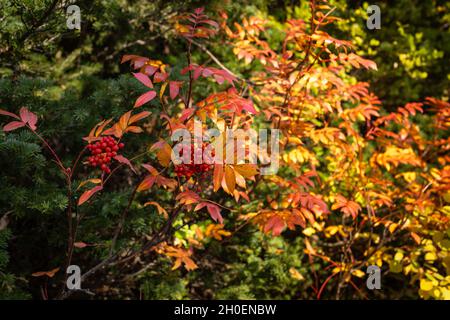 American Fork Canyon, Utah - Oktober 2021 Stockfoto