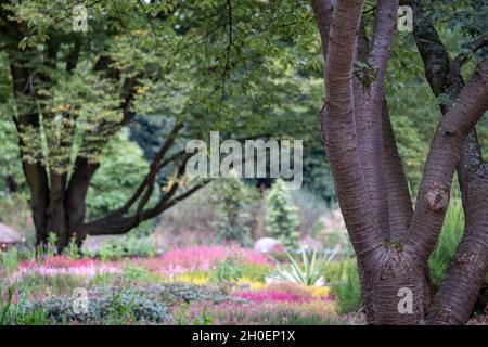 Landschaft mit farbenfrohen calluna vulgaris-Blüten mit niedriger Blüte und Heidekraut, fotografiert im RHS Wisley Garden, Woking, Surrey UK. Stockfoto