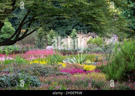 Landschaft mit farbenfrohen calluna vulgaris-Blüten mit niedriger Blüte und Heidekraut, fotografiert im RHS Wisley Garden, Woking, Surrey UK. Stockfoto