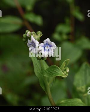 Hill Borage Blumen von Kaas Plateaus, Satara, Maharashtra Stockfoto