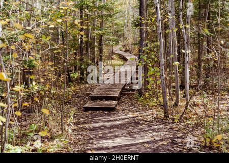 Boardwalk durch den Wald, erhöht über dem Schlamm, entlang des Superior Hiking Trail - Bean und Bear Lake Loop Minnesota Stockfoto