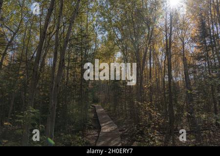 Boardwalk durch den Wald, erhöht über dem Schlamm, entlang des Superior Hiking Trail - Bean und Bear Lake Loop Minnesota Stockfoto