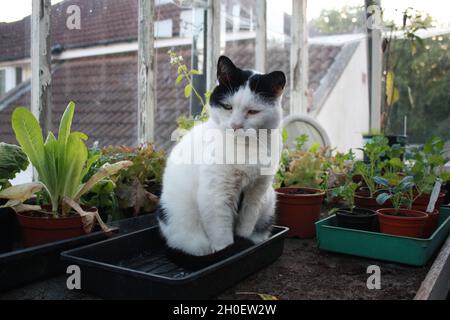 Eine schwarz-weiße Katze sitzt in einem persönlichen Gewächshaus zwischen Pflanzentöpfen. Stockfoto