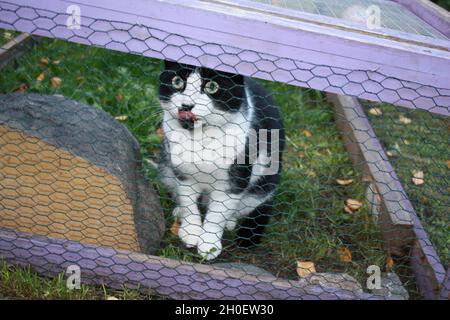 Schelmische Katze, die im Kaninchen gefangen ist, läuft, nachdem sie die anderen Katzen schikaniert hat. Stockfoto