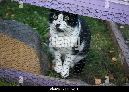 Schelmische Katze, die im Kaninchen gefangen ist, läuft, nachdem sie die anderen Katzen schikaniert hat. Stockfoto