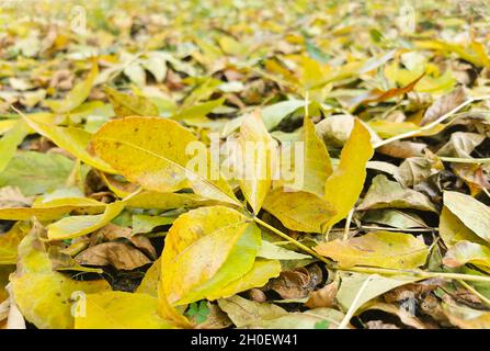 Gelbe Herbstblätter liegen auf dem Boden. Herbsthintergrund Stockfoto