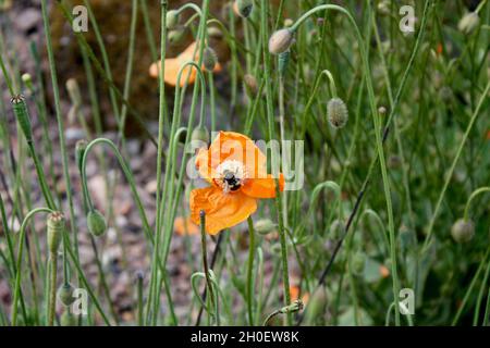 Eine Hummel ruht auf einem orangefarbenen Mohn. Stockfoto