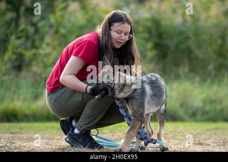 Ein vier Monate alter Schäferhund, der von einem Teenager-Mädchen im Tracking-Training trainiert Stockfoto