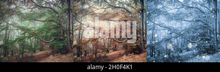 Panorama des mystischen Nebelwaldes. Bäume im Frühling, Herbst und Winter Wald im Nebel. Panoramaaufnahme. Stockfoto