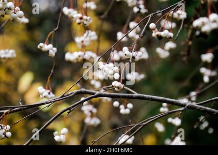 Rowan Stockfoto