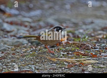 Schwarzgesichtige Lauschdrossel (Trochalopteron affine bethelae) Erwachsener, der auf dem Boden des Eaglesnest Wildlife Sanctuary, Arunachal Pradesh, Indien, steht Stockfoto