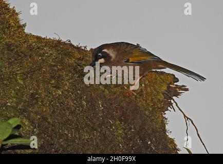 Schwarzgesichtige Lauschdrossel (Trochalopteron affine bethelae) Erwachsener auf moosem Stamm Eaglesnest Wildlife Sanctuary, Arunachal Pradesh, Indien Stockfoto