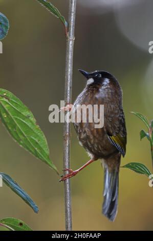 Schwarzgesichtige Lauschdrossel (Trochalopteron affine bethelae), Erwachsener auf dünnem Stamm Eaglesnest Wildlife Sanctuary, Arunachal Pradesh, Indien Stockfoto