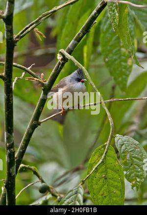 Schwarzkinnige Yuhina (Yuhina nigrimenta)-Erwachsene, die auf dem Zweig Eaglesnest Wildlife Sanctuary, Arunachal Pradesh, Indien, thront Januar Stockfoto