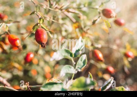 Wilde rote Hagebutten Beeren in der Natur. Enthält Vitamin C und ätherische Öle. Sonniger Tag Stockfoto