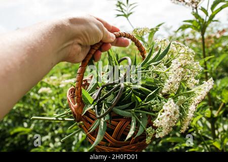 Handschnitt Blütenstand frische Pflanze Baldrian Blumen Valeriana officinalis mit Beeren. Garten Baldrian, Garten Heliotrop und all-heal Blumen in Stockfoto