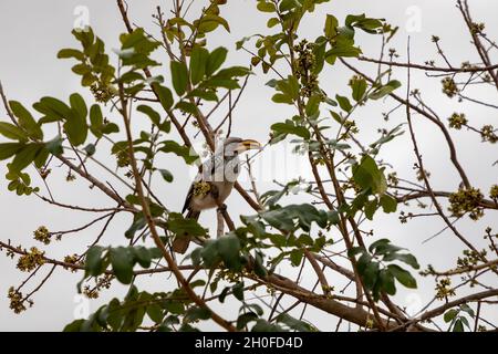 Gelber Hornschnabel sitzt in einem Baum in Südafrika Stockfoto