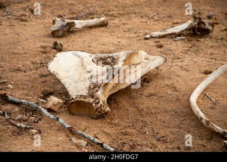 Große Tierknochen, die im afrikanischen Busch verstreut sind. Stockfoto
