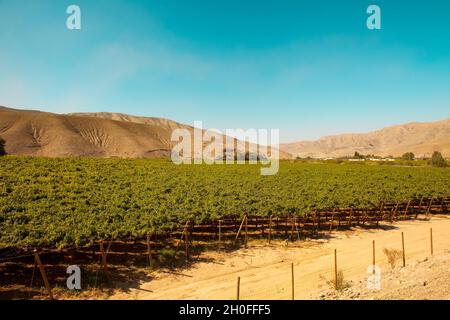 Inmitten der Wüste in Tierra Amarilla, Chile, werden Weinberge angebaut Stockfoto