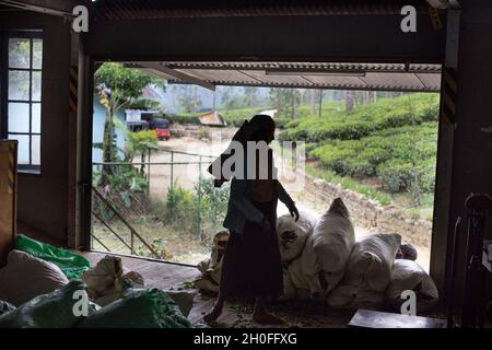 NUWARA ELIYA, SRI LANKA-FEBRUAR 16 2018, Undefined Woman working in tea Factory, packing leaves in Sacks, in Nuwara Eliya, Sri Lanka Stockfoto