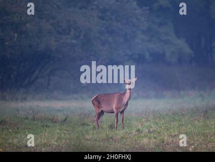 Hind (Rothirschweibchen) steht am nebligen Morgen im Wald und schaut auf die Kamera. Wildtiere in natürlichem Lebensraum Stockfoto