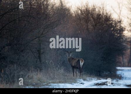 Junger Rothirsch mit Geweih, der im Winter mit Schnee im Wald steht. Wildtiere in natürlichem Lebensraum Stockfoto
