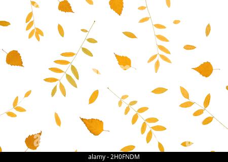 Herbstliches Muster aus orangefarbenen Herbstblättern auf weißem Hintergrund. Flach liegend, Draufsicht. Erntedankfest. Stockfoto