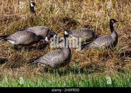 Gänse, Branta hutchinsii, im Billy Frank Jr. Nisqually National Wildlife Refuge, Washington State, USA Stockfoto